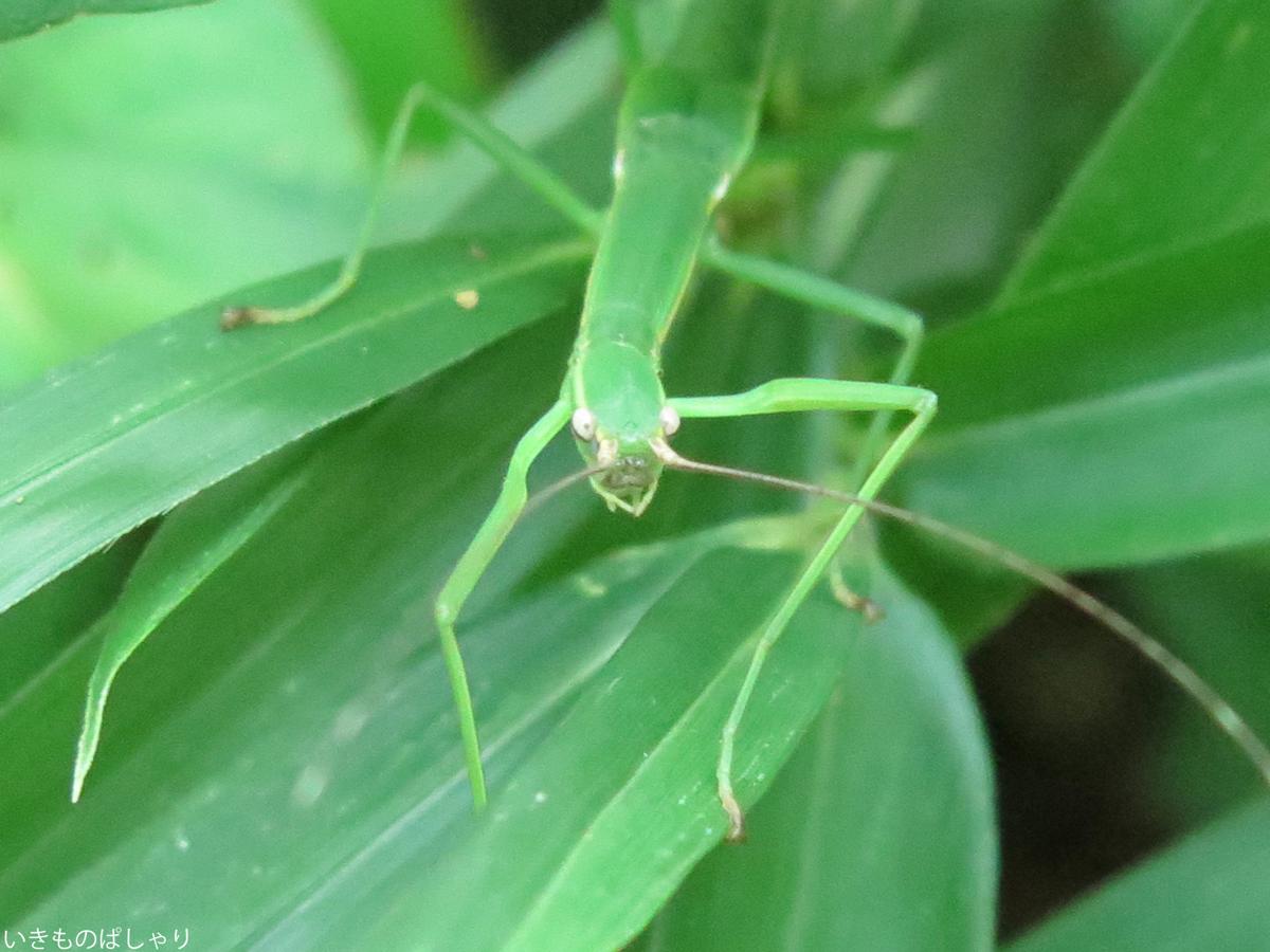 昆虫画像