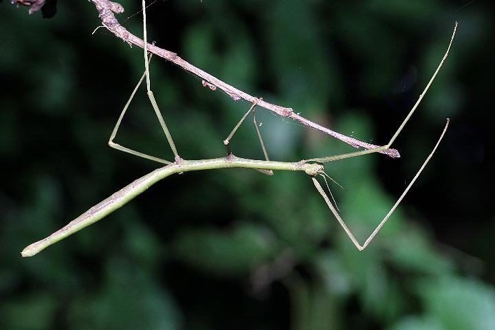 昆虫画像