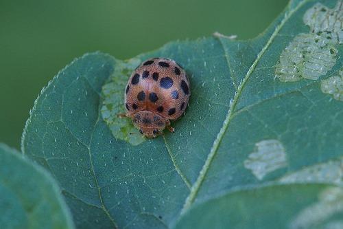 昆虫画像