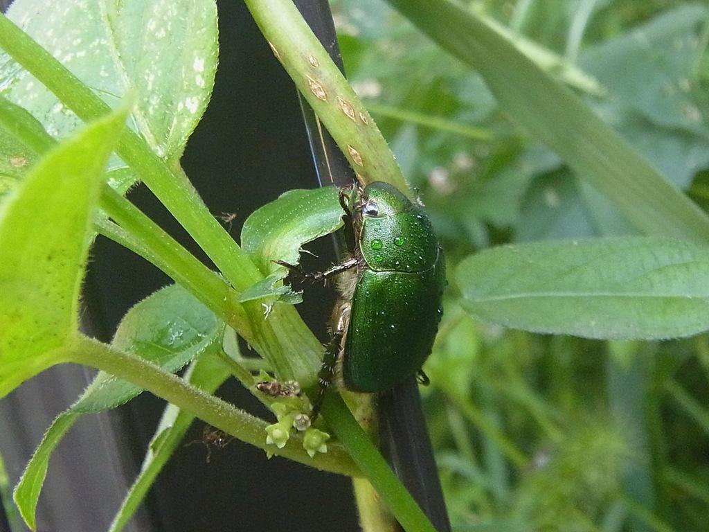 昆虫画像