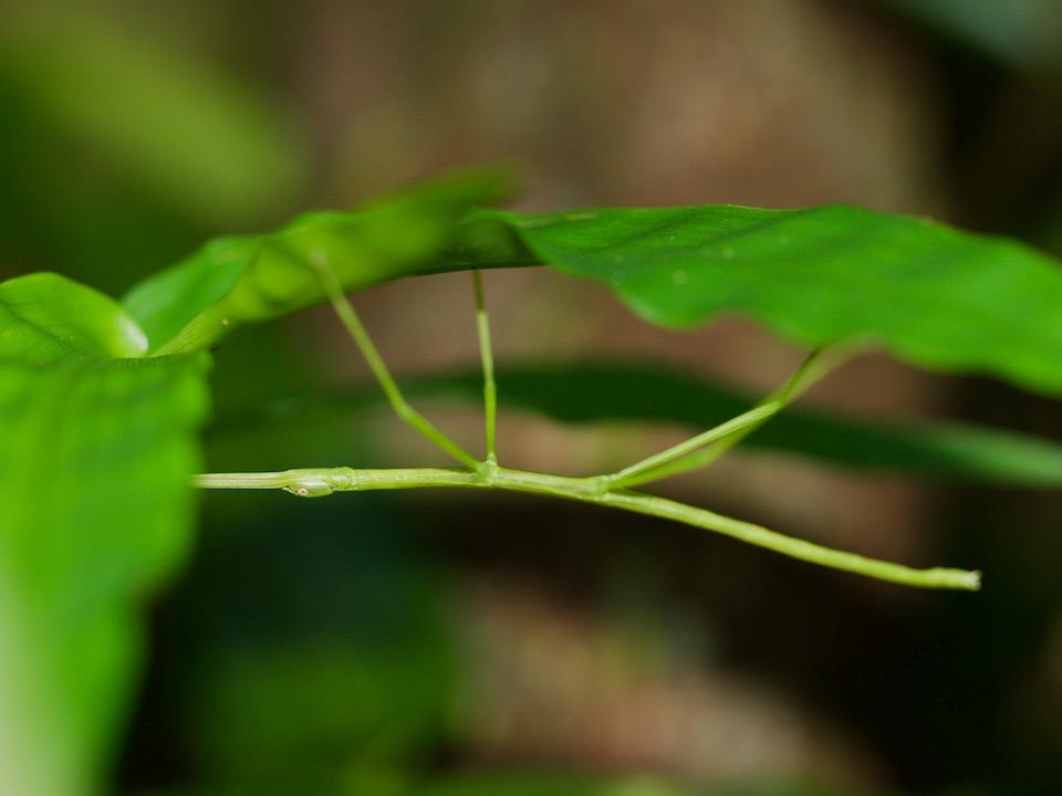 昆虫画像