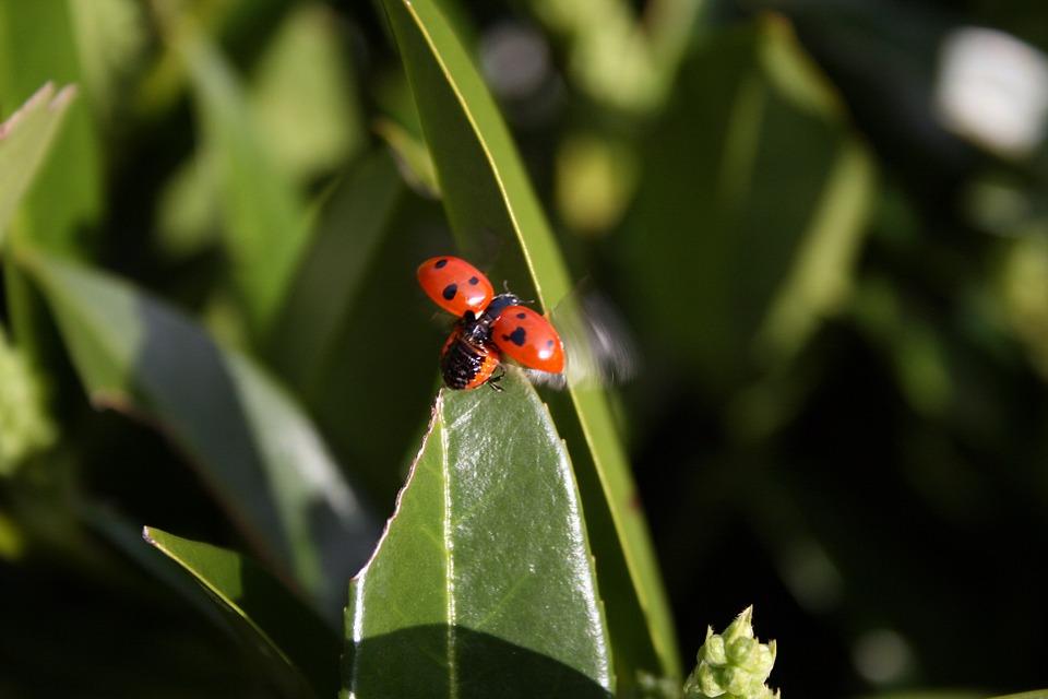 昆虫画像