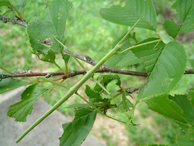 昆虫画像