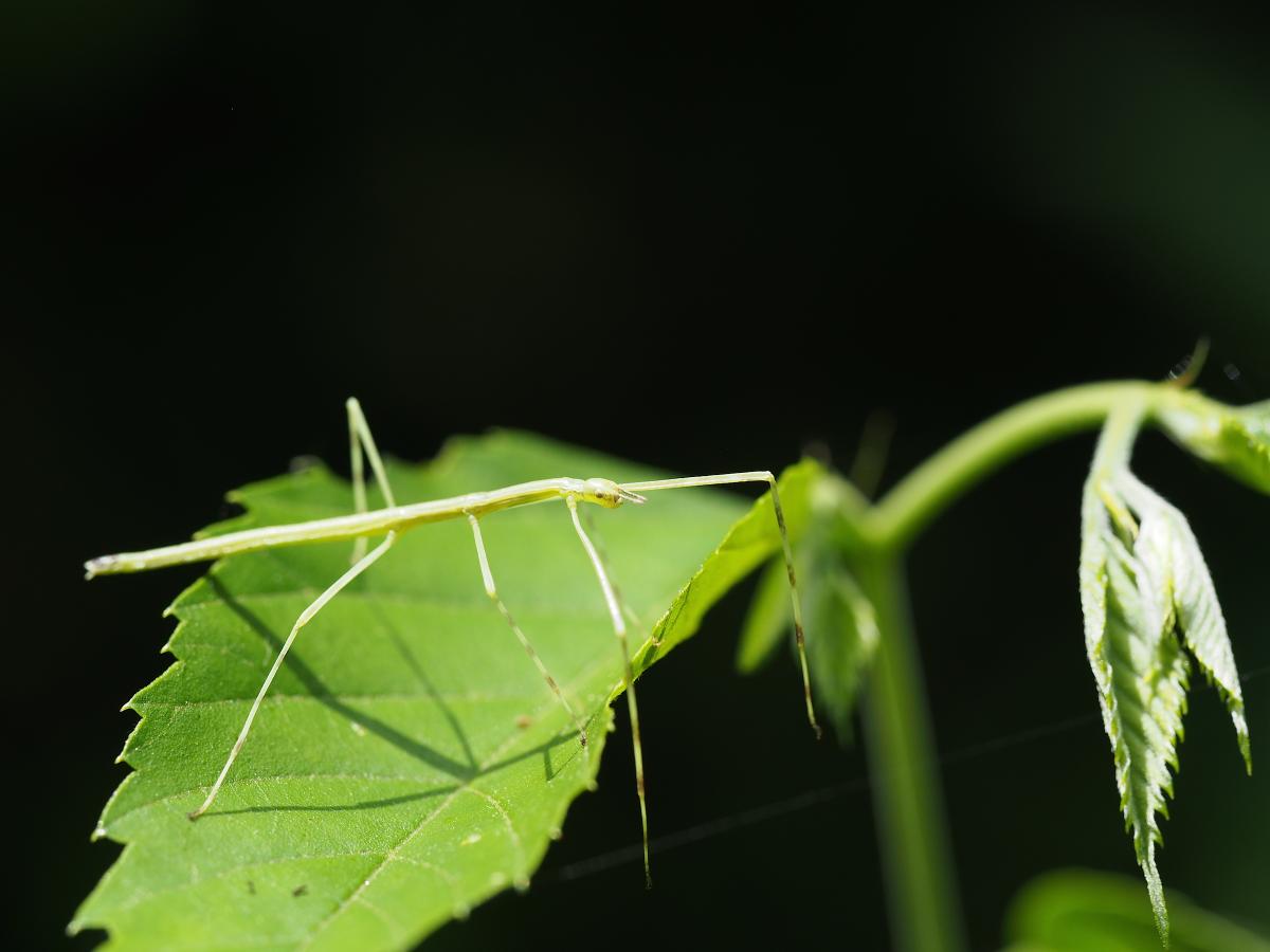 昆虫画像