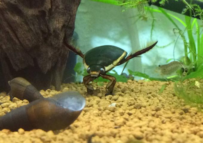 昆虫画像