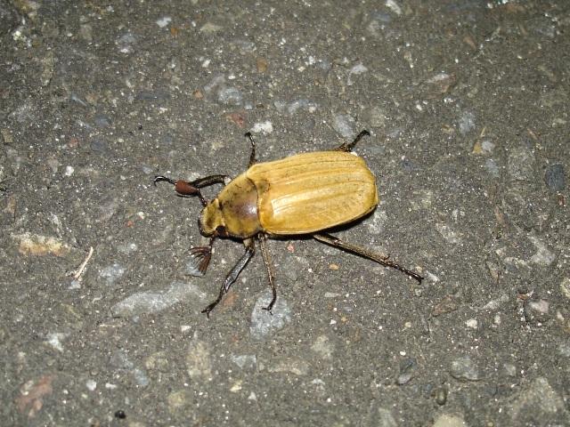昆虫画像