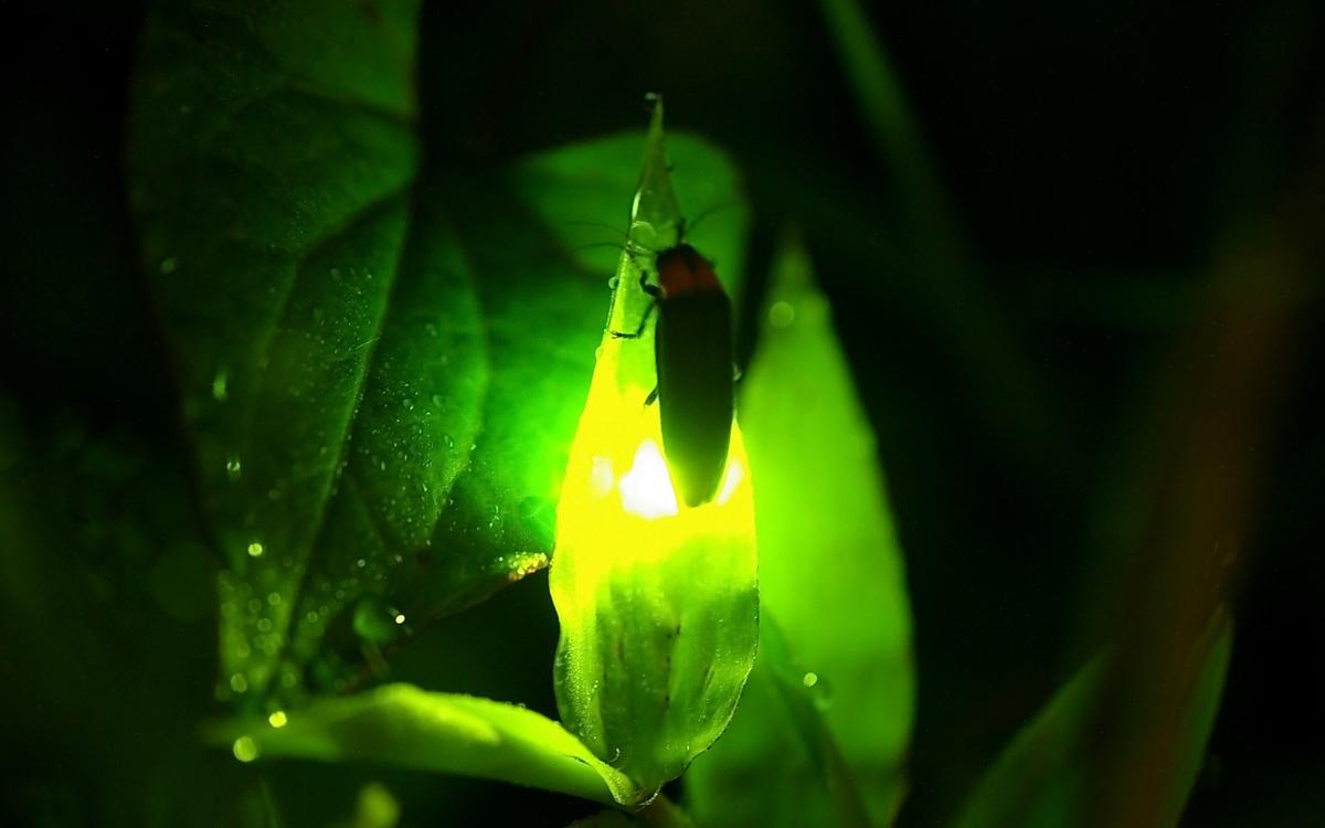 昆虫画像