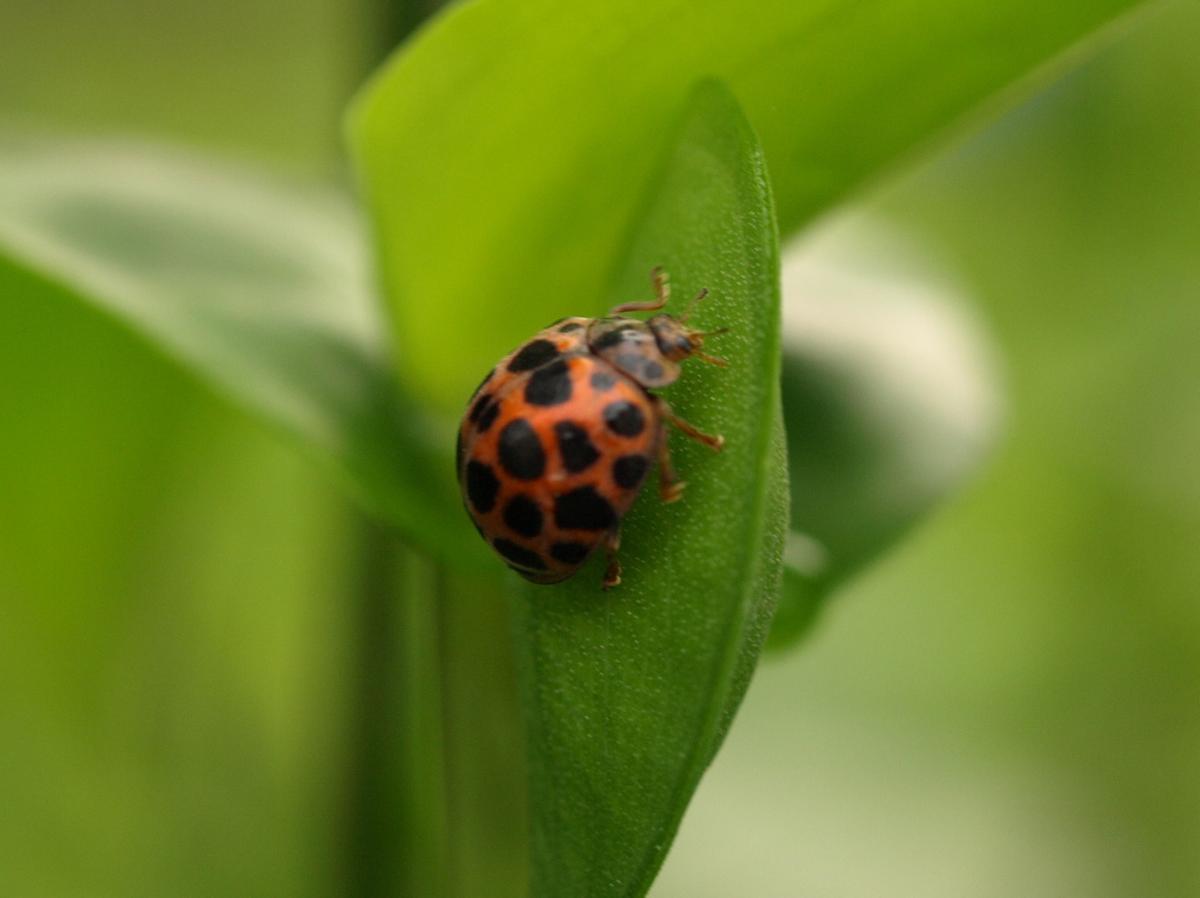 昆虫画像