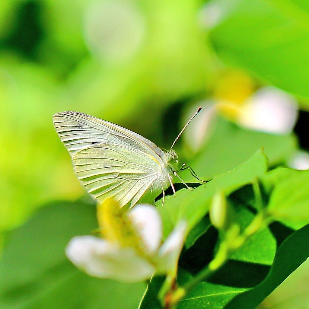 昆虫画像