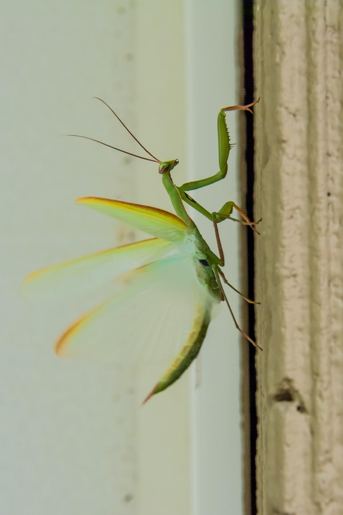 昆虫画像