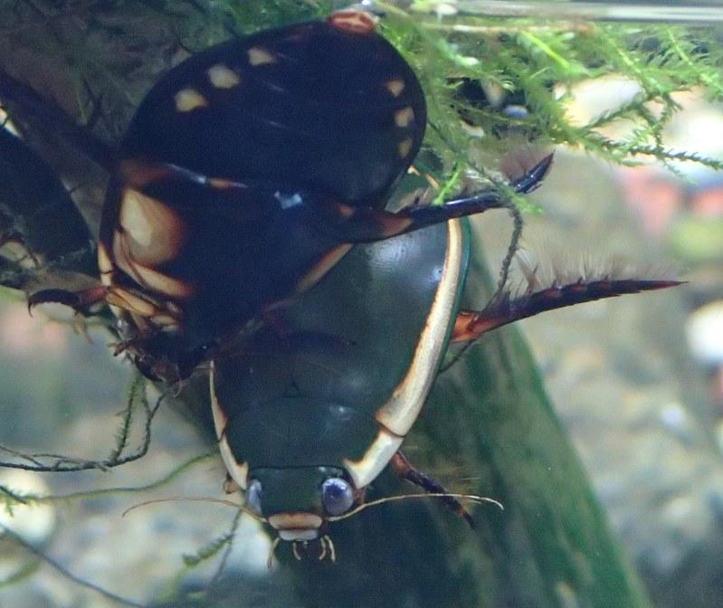 昆虫画像