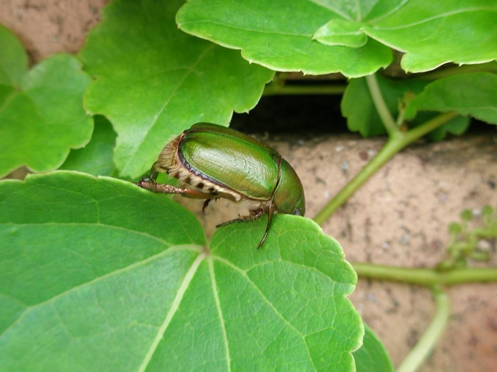 昆虫画像