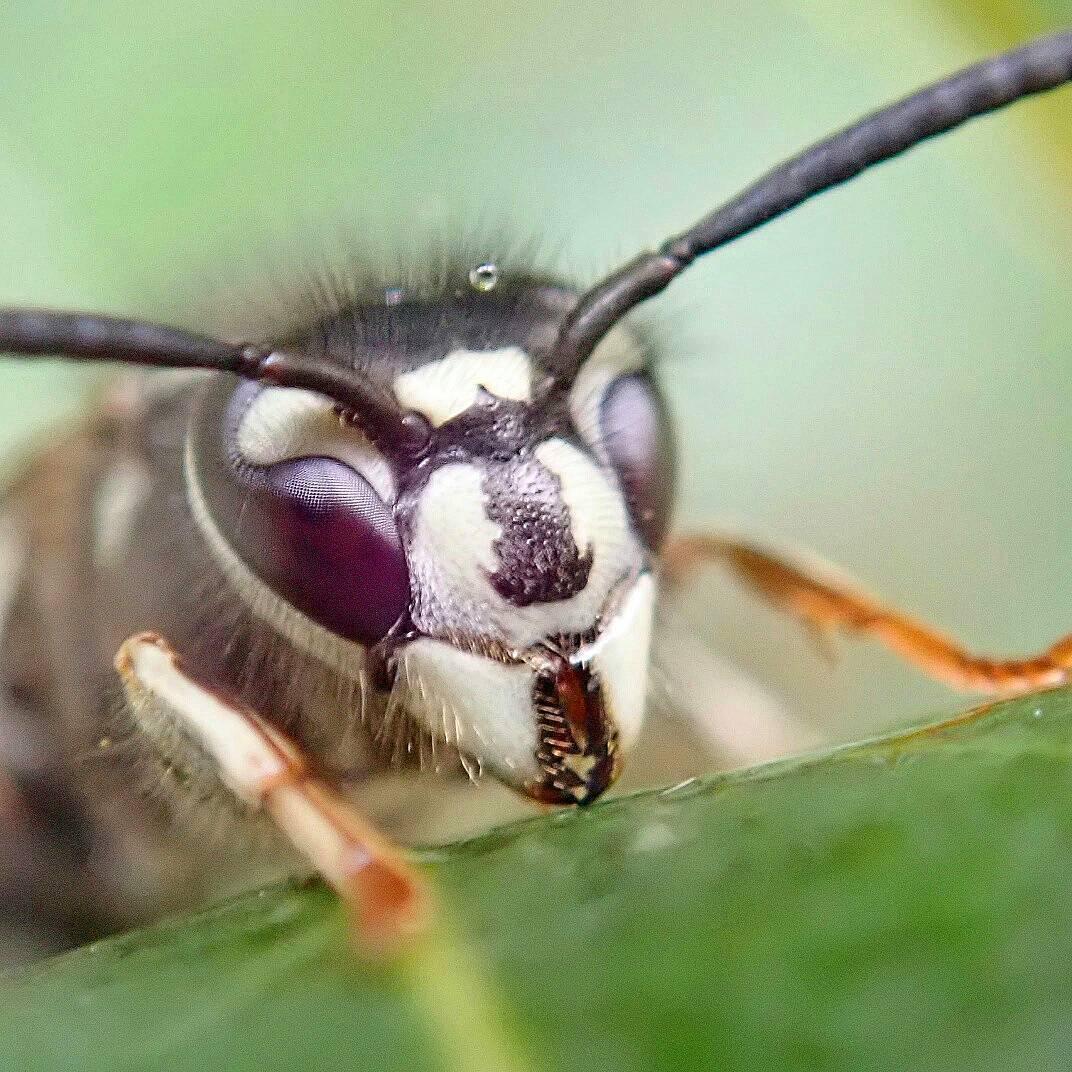 昆虫画像