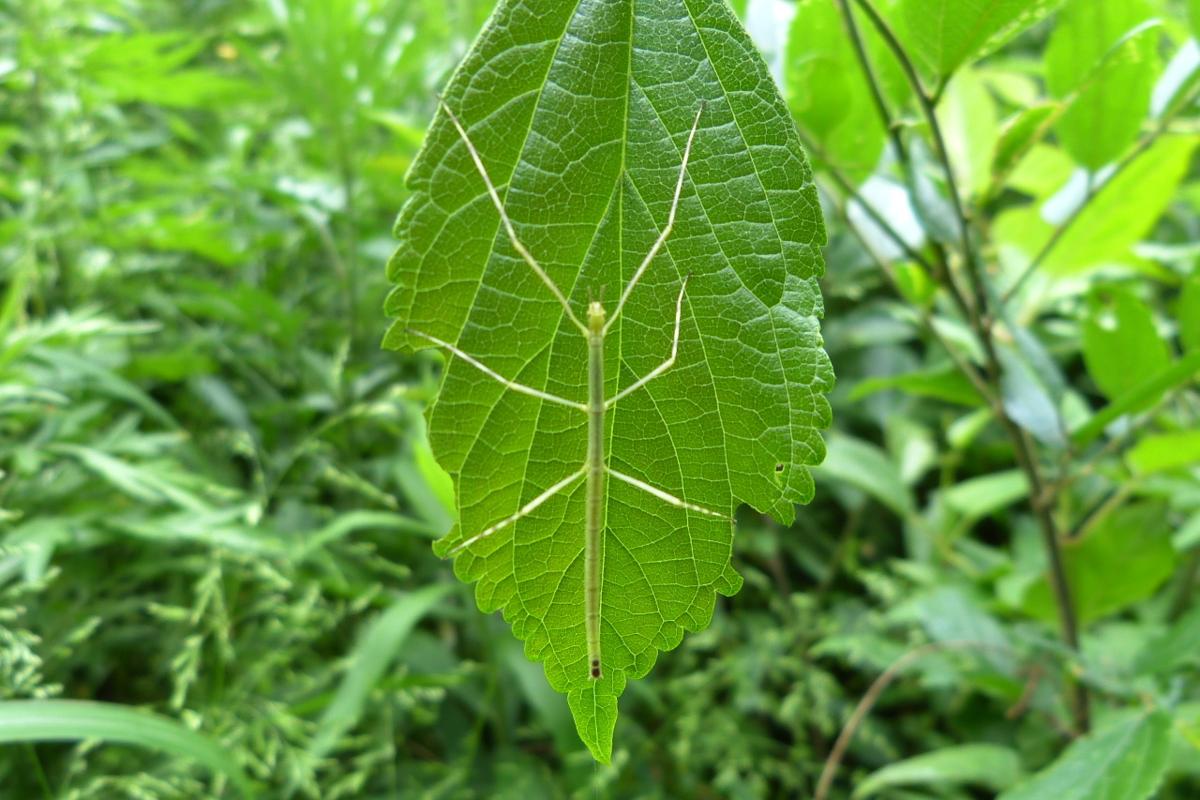 昆虫画像