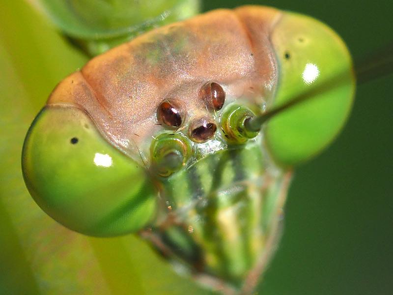 昆虫画像