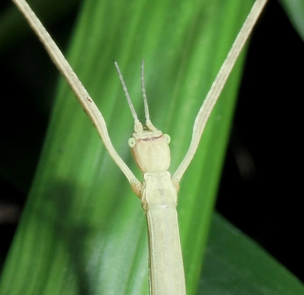 昆虫画像
