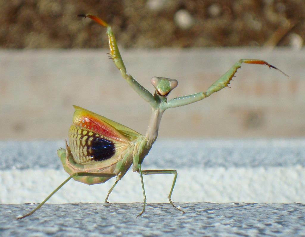 昆虫画像