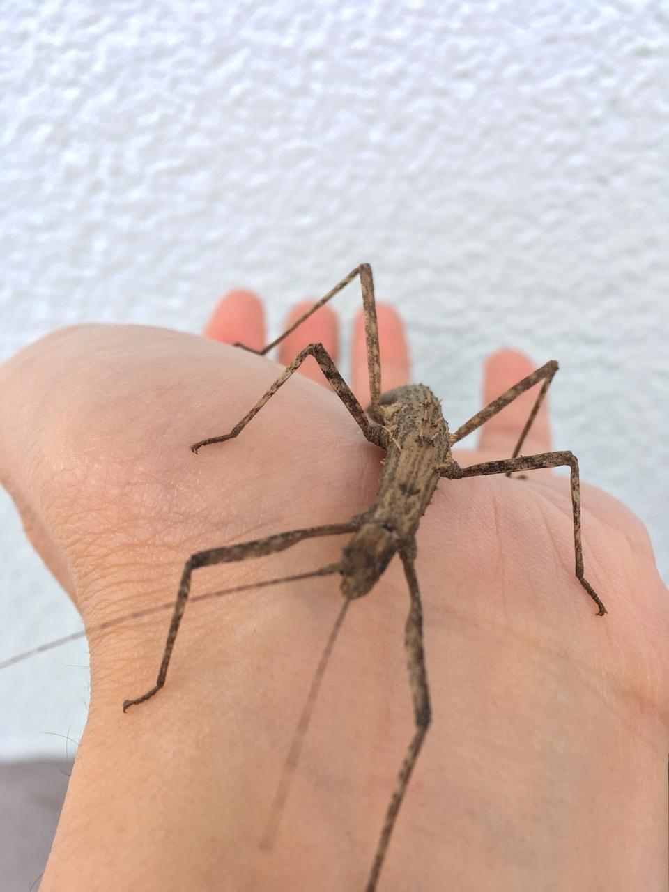 昆虫画像