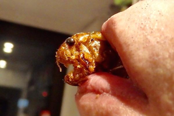 昆虫画像