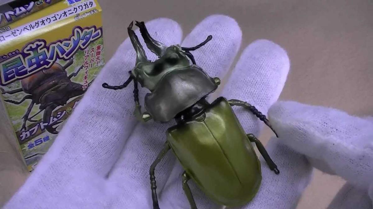 昆虫画像