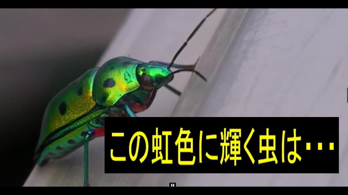 昆虫画像