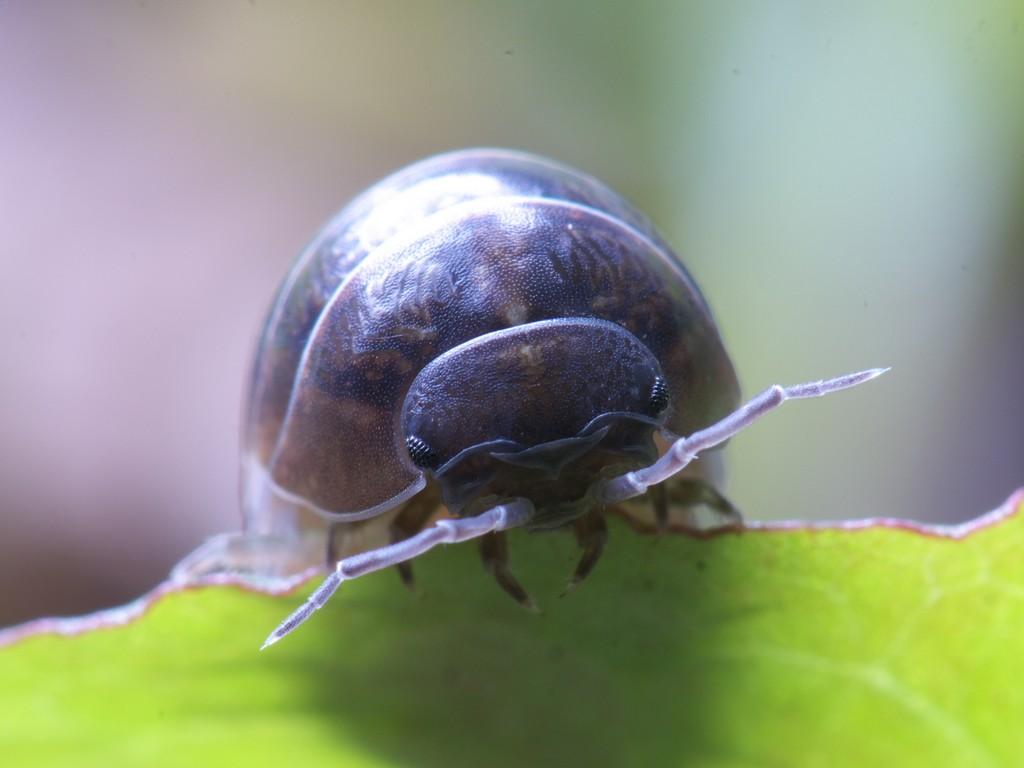 昆虫画像
