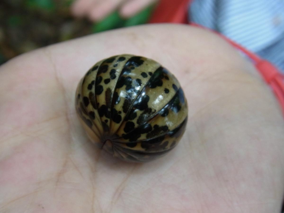 昆虫画像
