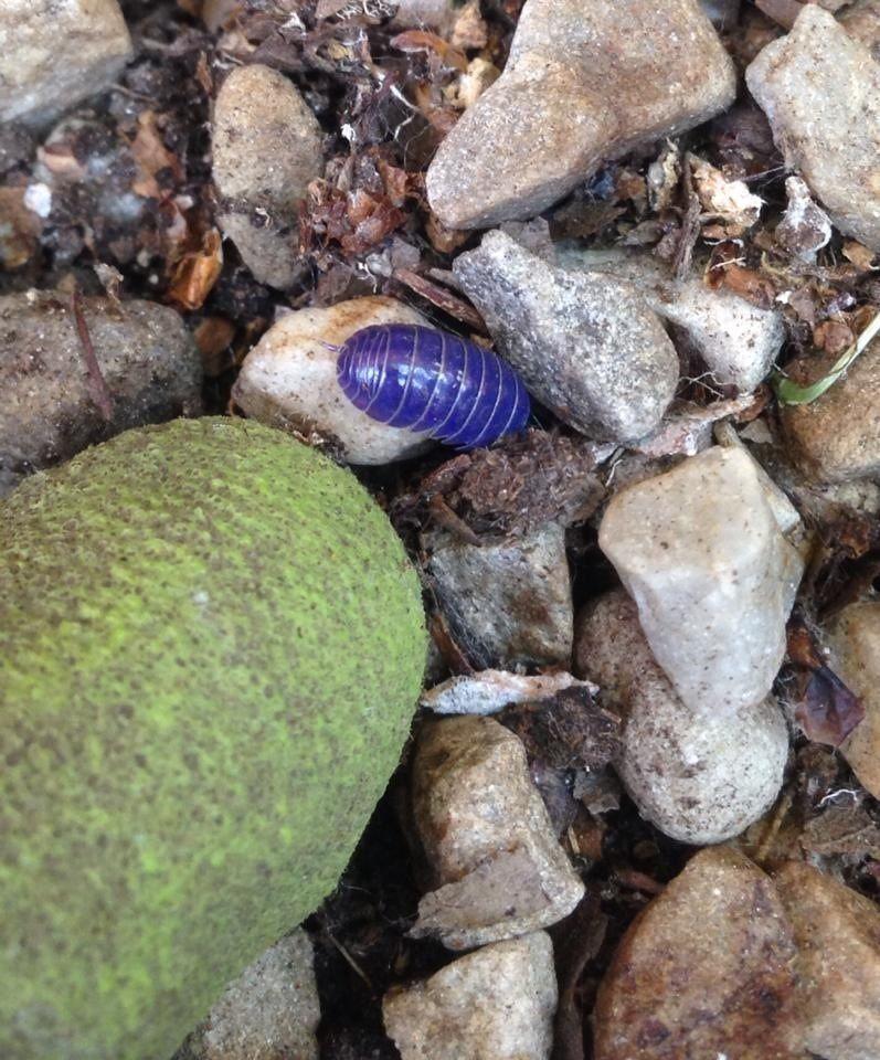 昆虫画像