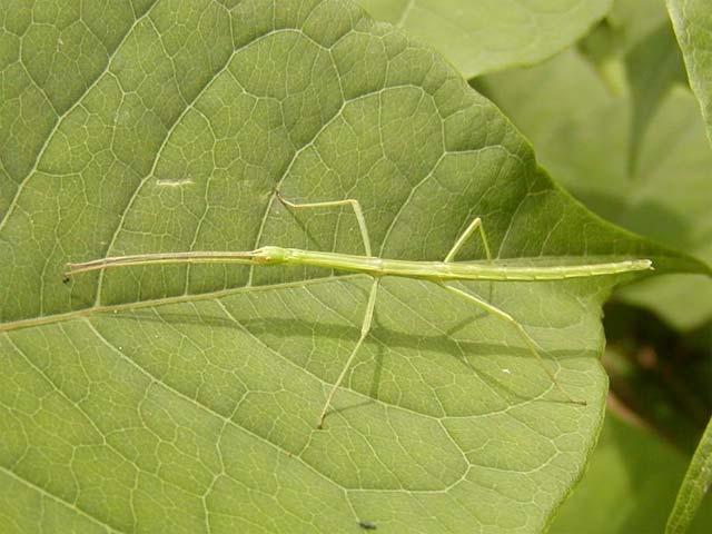 昆虫画像
