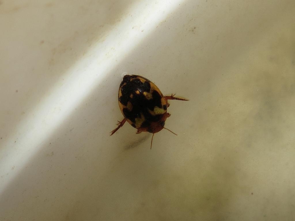 昆虫画像