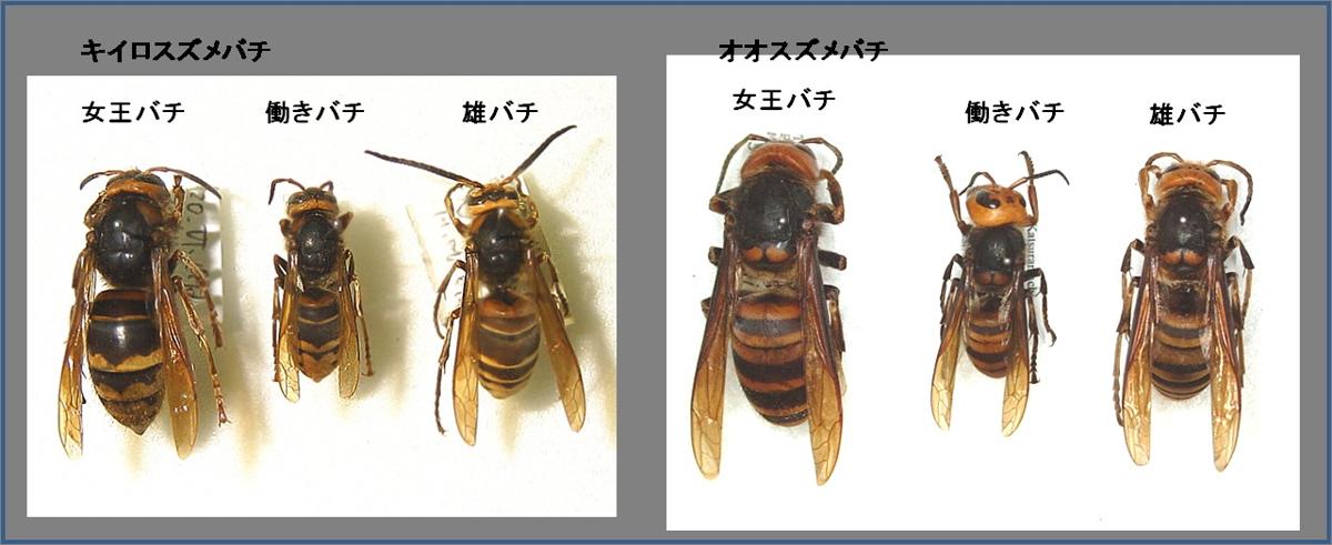 昆虫画像