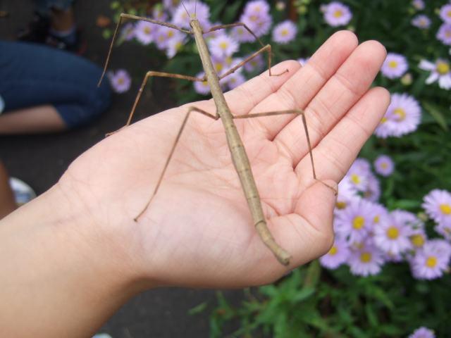 昆虫画像