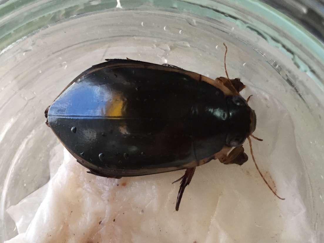 昆虫画像