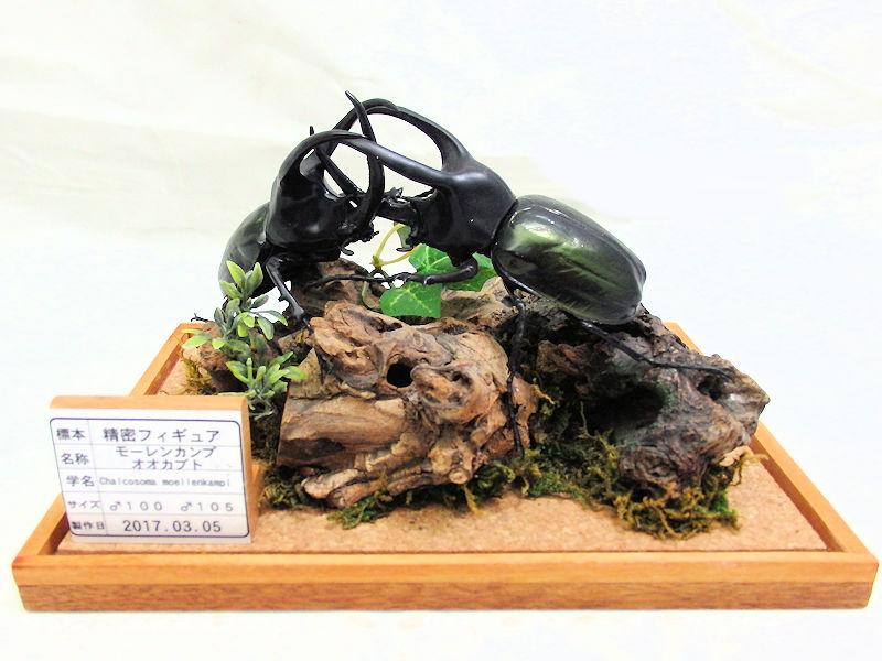 昆虫画像