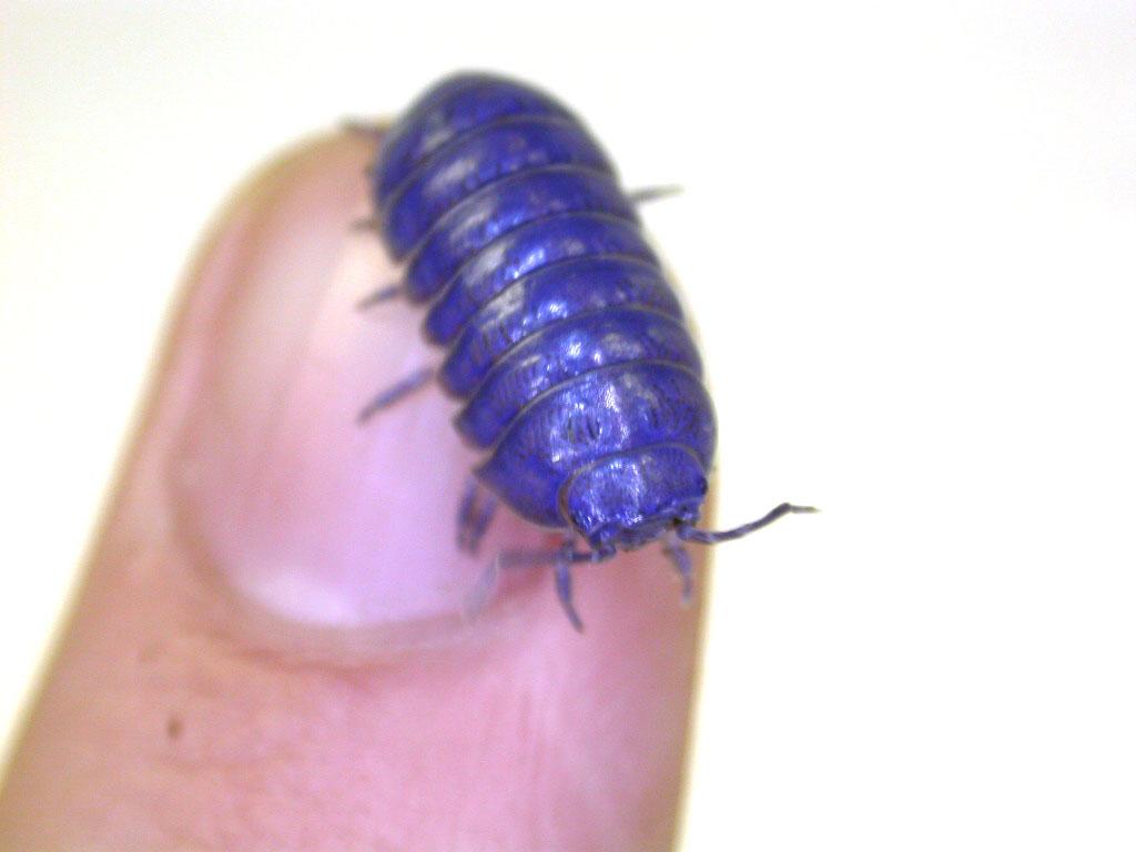 昆虫画像