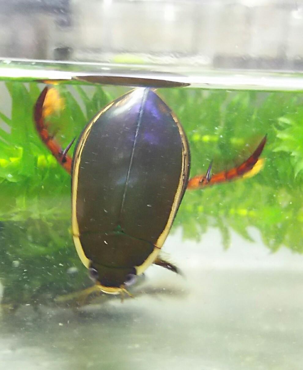 昆虫画像