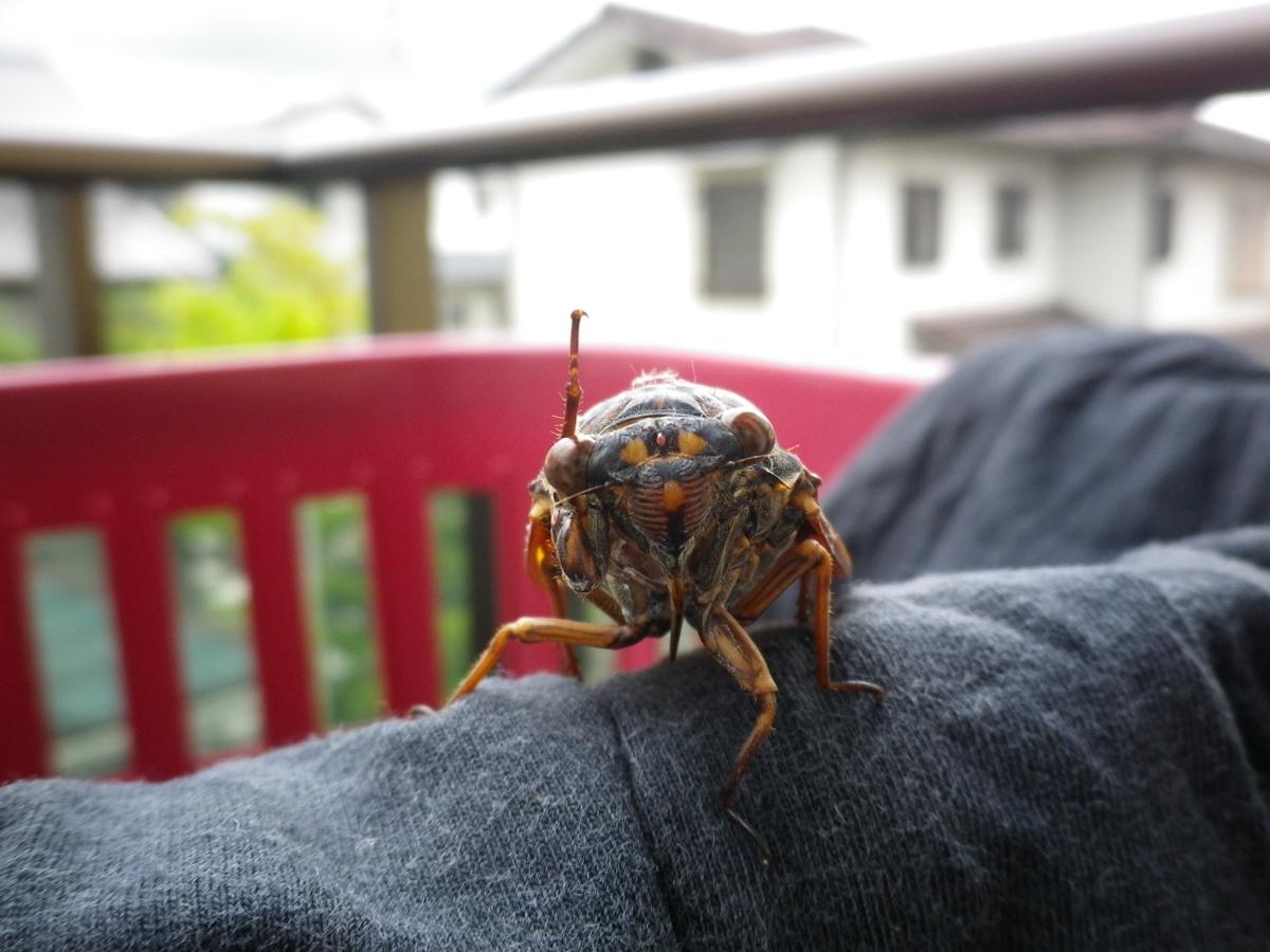 昆虫画像