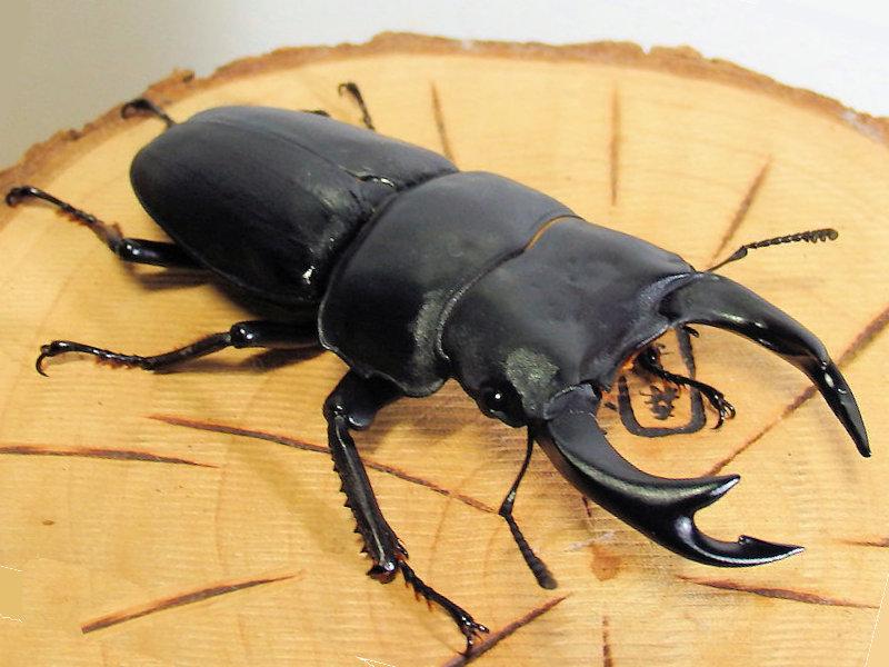 昆虫画像