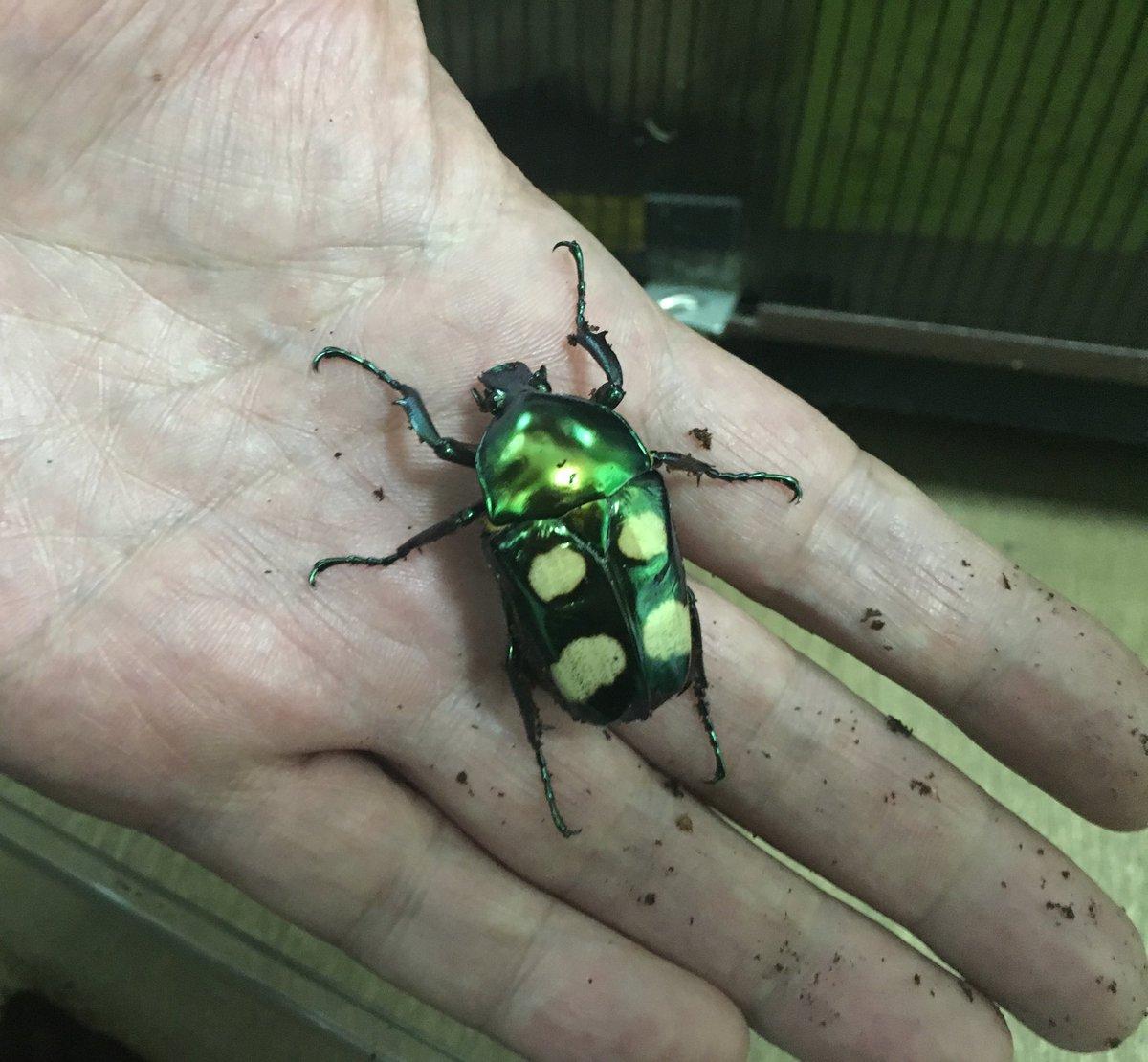 昆虫画像