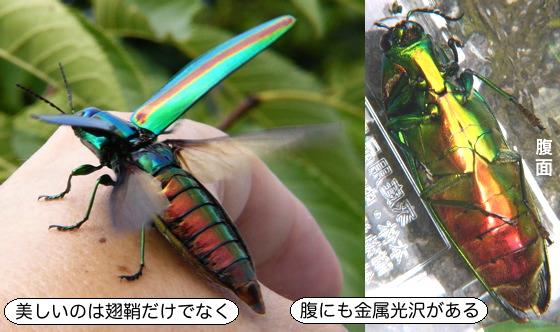 昆虫画像