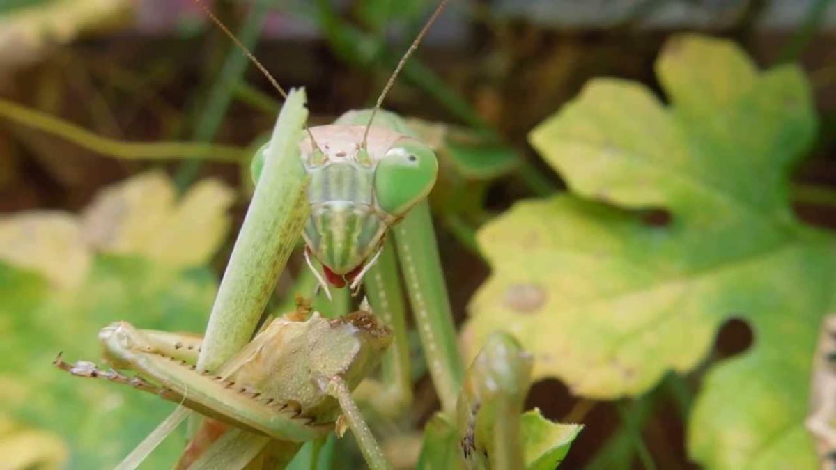 昆虫画像