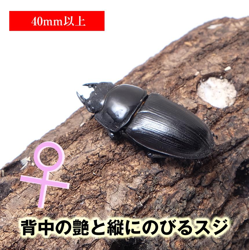 昆虫画像