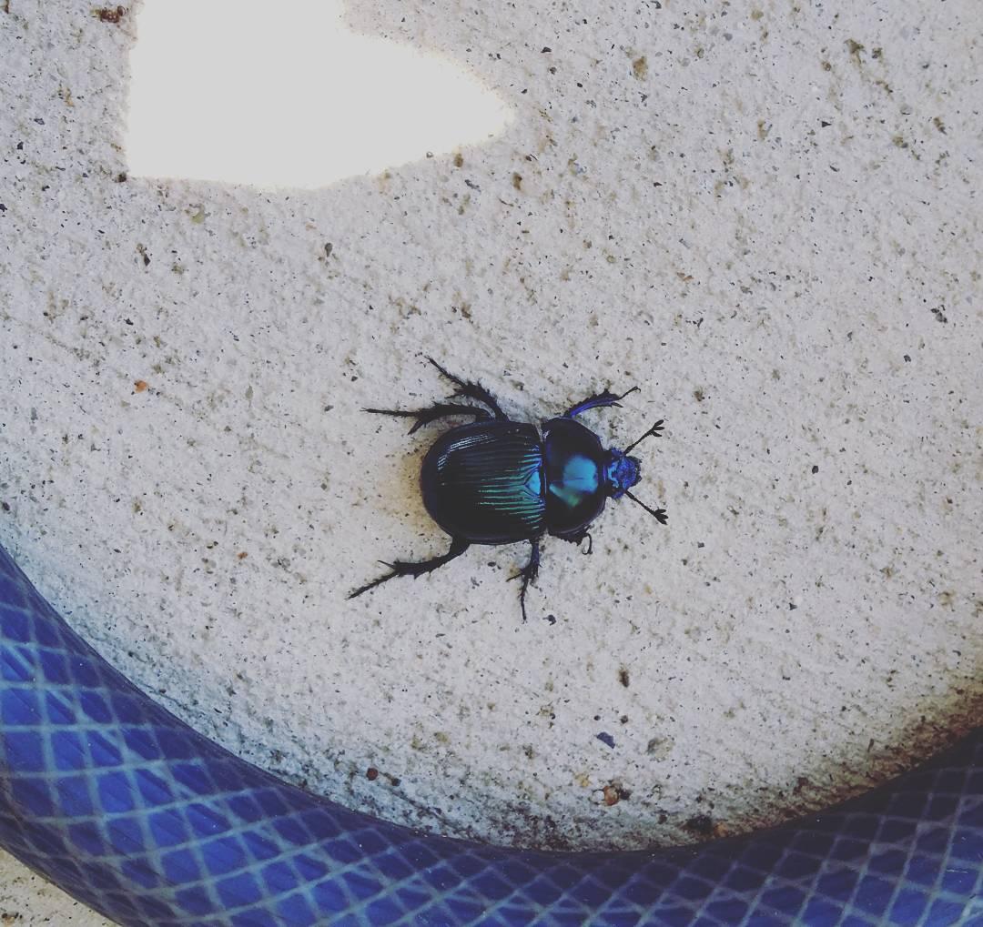 昆虫画像
