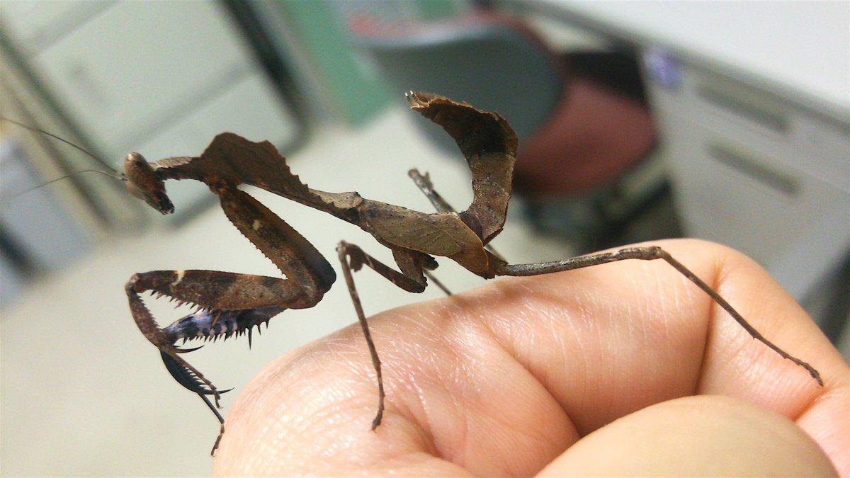 昆虫画像