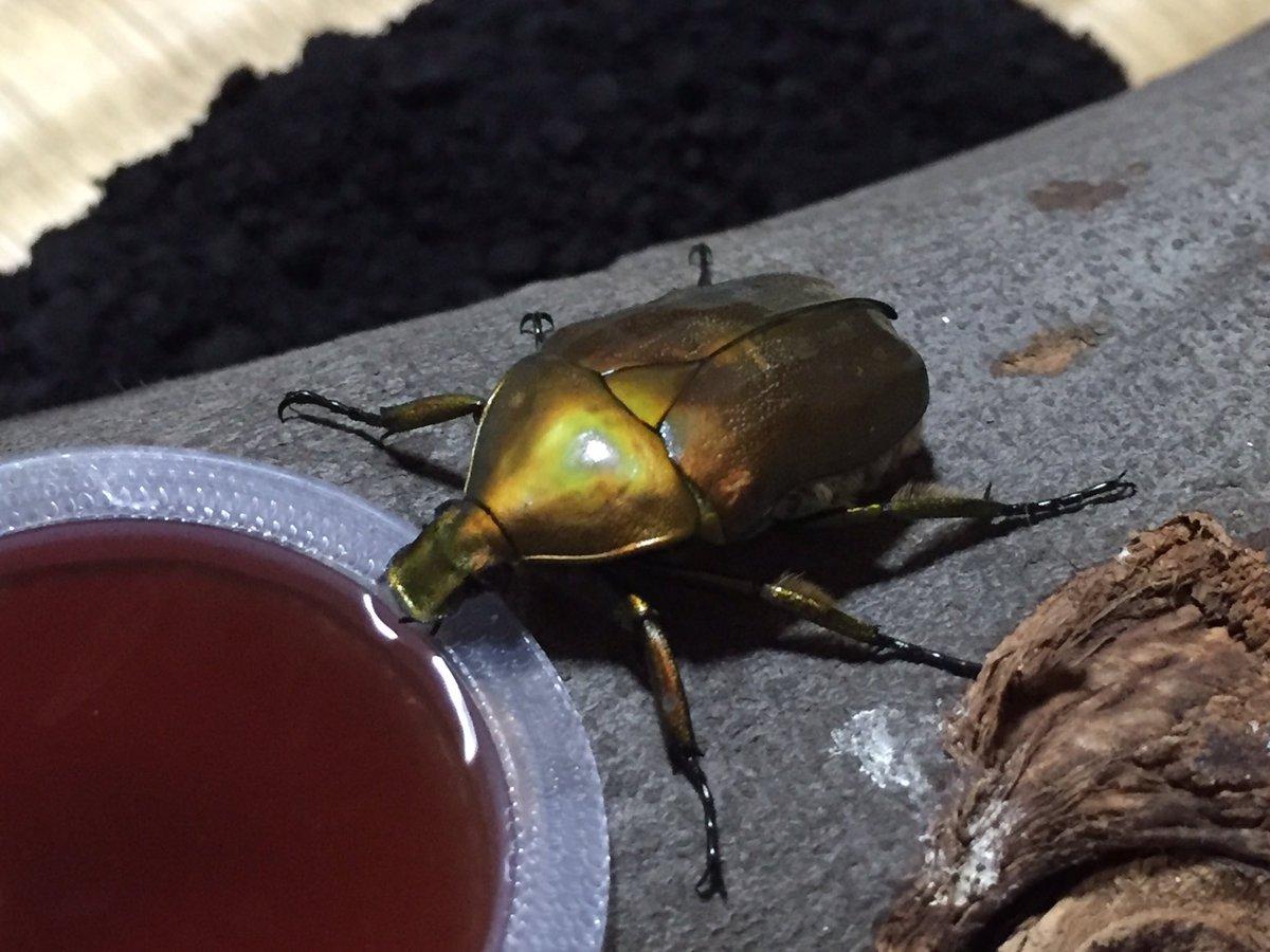 昆虫画像