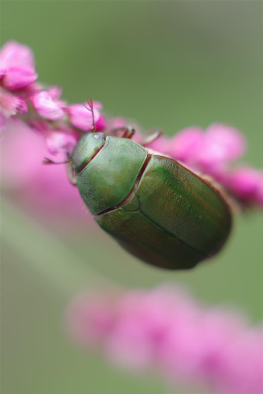昆虫画像