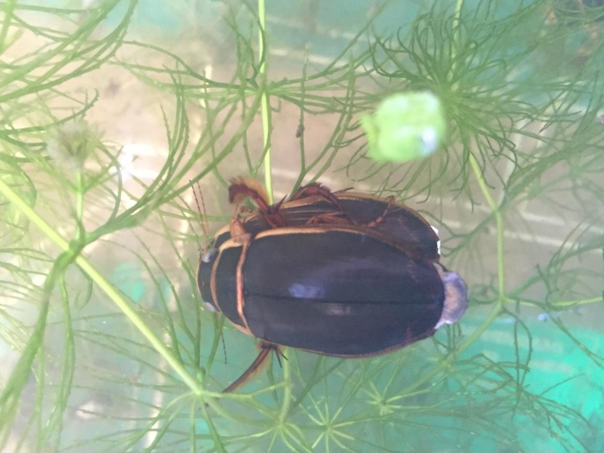 昆虫画像