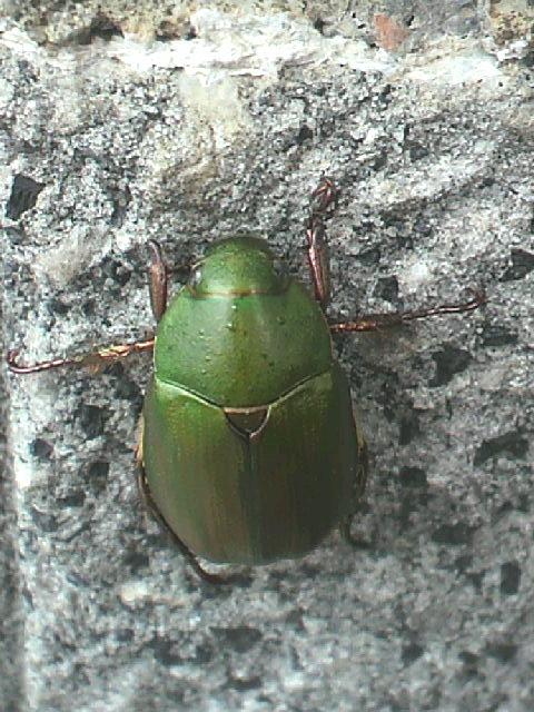 昆虫画像